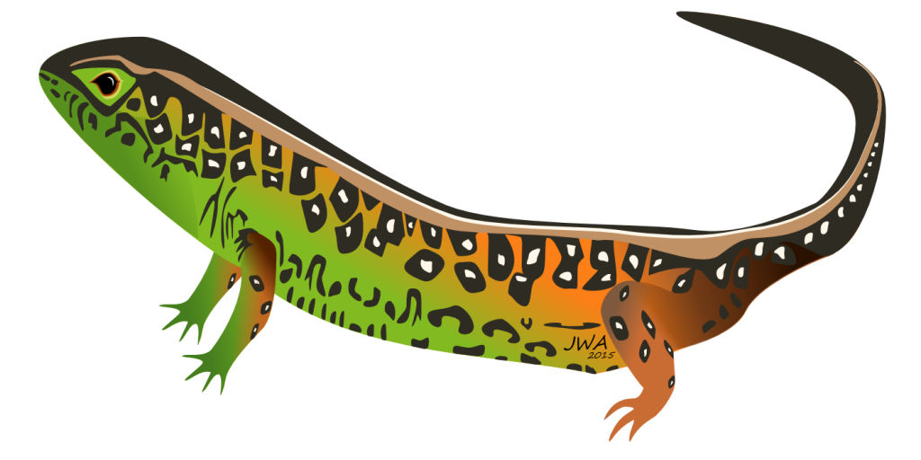 Cartoon_Sand lizard